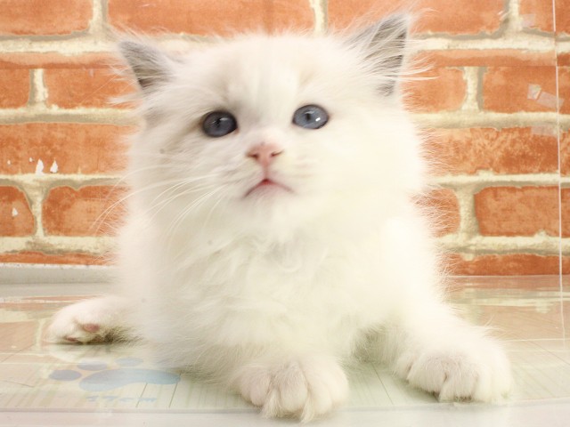 広島県のラグドール (Coo&RIKU東広島店/2026年2月21日生まれ/男の子/ブルーポイントバイカラー)の子猫の1枚目の画像