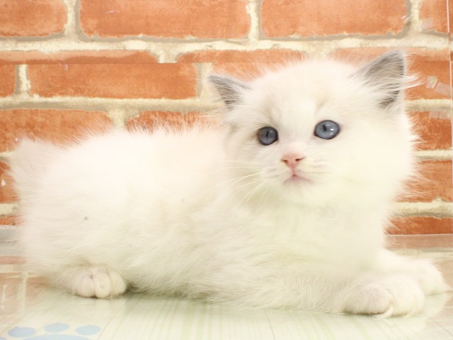 広島県のラグドール (Coo&RIKU東広島店/2026年2月21日生まれ/男の子/ブルーポイントバイカラー)の子猫の2枚目の画像