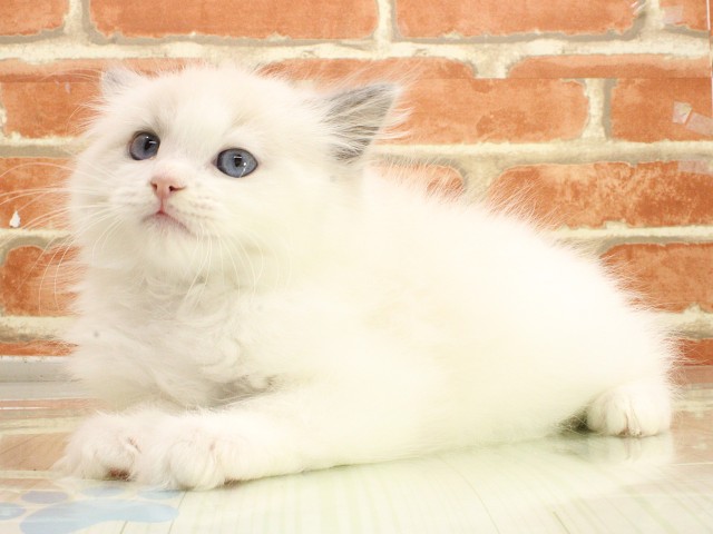 広島県のラグドール (Coo&RIKU東広島店/2026年2月21日生まれ/男の子/ブルーポイントバイカラー)の子猫の3枚目の画像