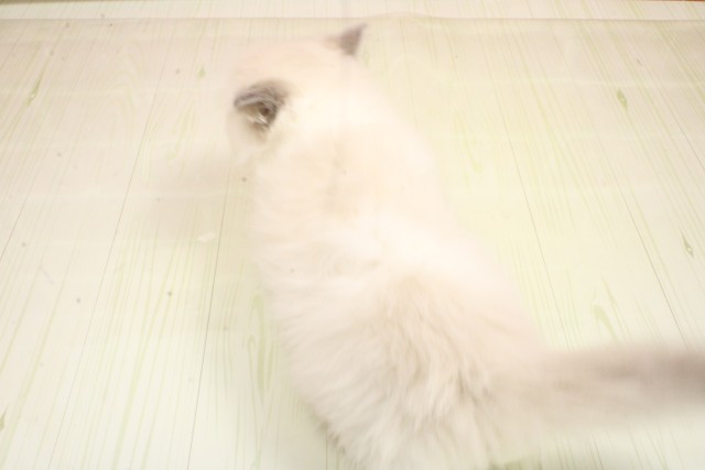 広島県のラグドール (Coo&RIKU東広島店/2026年2月21日生まれ/男の子/ブルーポイントバイカラー)の子猫の4枚目の画像