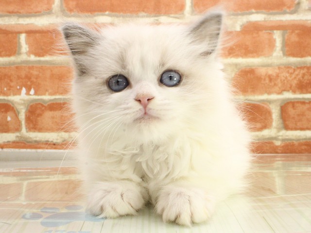兵庫県のラグドール (Coo&RIKU明石店/2026年2月21日生まれ/女の子/ブルーポイントバイカラー)の子猫の1枚目の画像