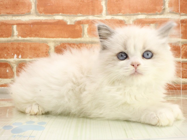 兵庫県のラグドール (Coo&RIKU明石店/2026年2月21日生まれ/女の子/ブルーポイントバイカラー)の子猫の2枚目の画像