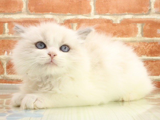兵庫県のラグドール (Coo&RIKU明石店/2026年2月21日生まれ/女の子/ブルーポイントバイカラー)の子猫の3枚目の画像
