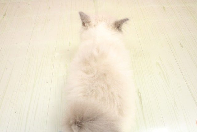 兵庫県のラグドール (Coo&RIKU明石店/2026年2月21日生まれ/女の子/ブルーポイントバイカラー)の子猫の4枚目の画像