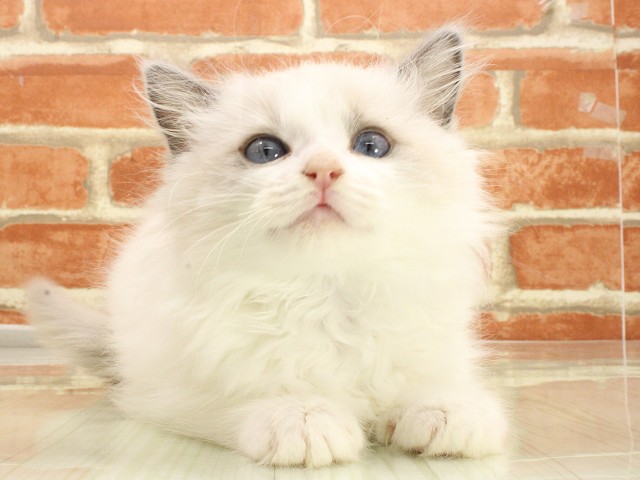 広島県のラグドール (Coo&RIKU広島北店/2026年2月21日生まれ/女の子/ブルーポイントバイカラー)の子猫の1枚目の画像