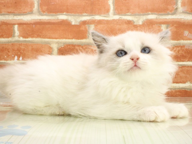 広島県のラグドール (Coo&RIKU広島北店/2026年2月21日生まれ/女の子/ブルーポイントバイカラー)の子猫の2枚目の画像