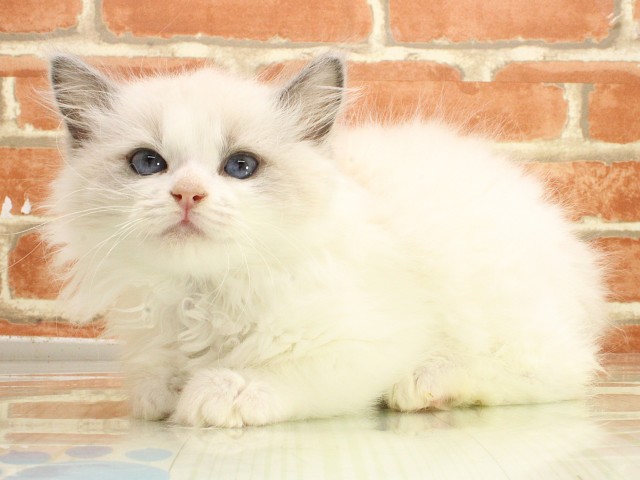 広島県のラグドール (Coo&RIKU広島北店/2026年2月21日生まれ/女の子/ブルーポイントバイカラー)の子猫の3枚目の画像