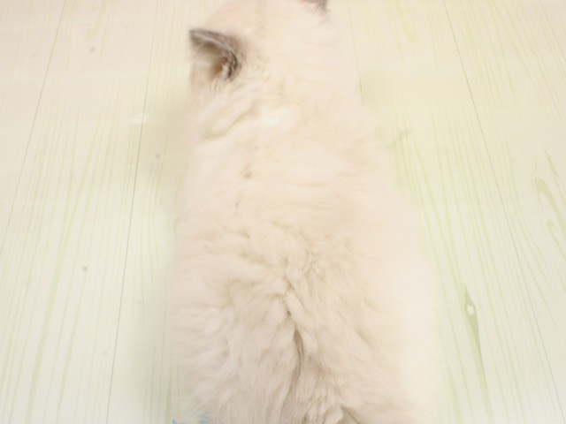 広島県のラグドール (Coo&RIKU広島北店/2026年2月21日生まれ/女の子/ブルーポイントバイカラー)の子猫の4枚目の画像