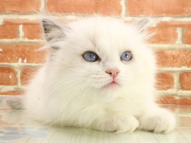 岡山県のラグドール (Coo&RIKU岡山店/2026年2月21日生まれ/女の子/ブルーポイントバイカラー)の子猫の1枚目の画像