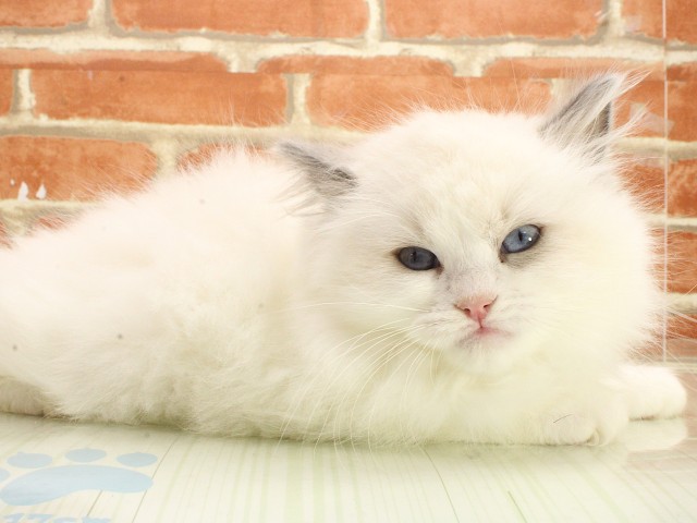 岡山県のラグドール (Coo&RIKU岡山店/2026年2月21日生まれ/女の子/ブルーポイントバイカラー)の子猫の2枚目の画像