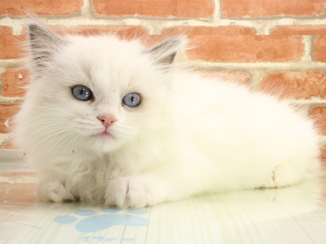 岡山県のラグドール (Coo&RIKU岡山店/2026年2月21日生まれ/女の子/ブルーポイントバイカラー)の子猫の3枚目の画像