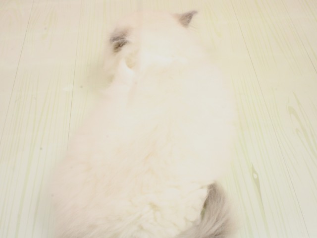 岡山県のラグドール (Coo&RIKU岡山店/2026年2月21日生まれ/女の子/ブルーポイントバイカラー)の子猫の4枚目の画像