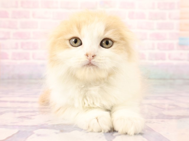 京都府のスコティッシュフォールド (Coo&RIKU舞鶴店/2026年2月22日生まれ/女の子/クリームタビーホワイト)の子猫