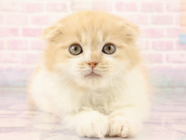 スコティッシュフォールド