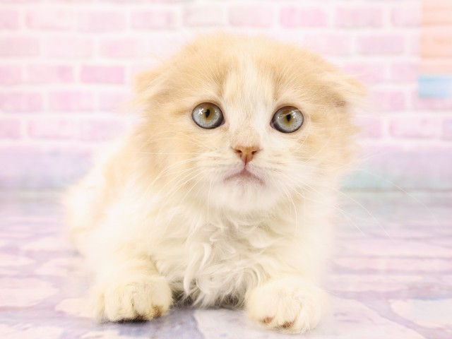 広島県のスコティッシュフォールド (Coo&RIKU広島中央店/2026年2月22日生まれ/男の子/クリームタビーホワイト)の子猫の1枚目の画像