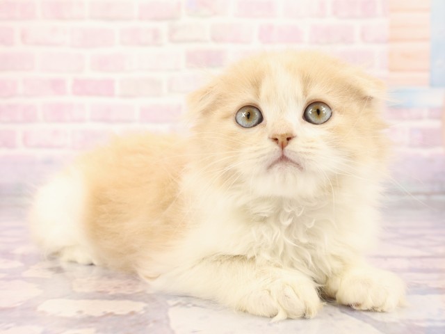 広島県のスコティッシュフォールド (Coo&RIKU広島中央店/2026年2月22日生まれ/男の子/クリームタビーホワイト)の子猫の2枚目の画像