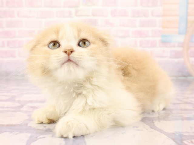 広島県のスコティッシュフォールド (Coo&RIKU広島中央店/2026年2月22日生まれ/男の子/クリームタビーホワイト)の子猫の3枚目の画像