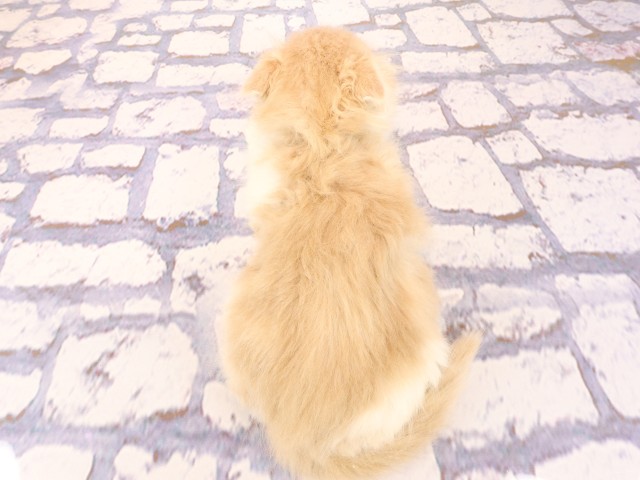 広島県のスコティッシュフォールド (Coo&RIKU広島中央店/2026年2月22日生まれ/男の子/クリームタビーホワイト)の子猫の4枚目の画像