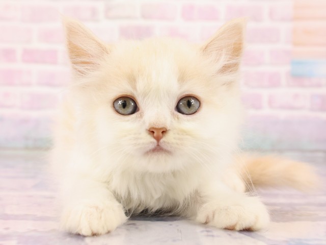 広島県のスコティッシュフォールド (Coo&RIKU広島北店/2026年2月22日生まれ/男の子/クリームシルバータビーホワイト)の子猫の1枚目の画像