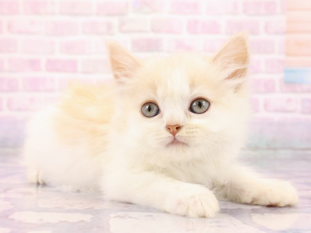 広島県のスコティッシュフォールド (Coo&RIKU広島北店/2026年2月22日生まれ/男の子/クリームシルバータビーホワイト)の子猫の2枚目の画像