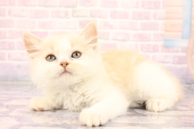 広島県のスコティッシュフォールド (Coo&RIKU広島北店/2026年2月22日生まれ/男の子/クリームシルバータビーホワイト)の子猫の3枚目の画像