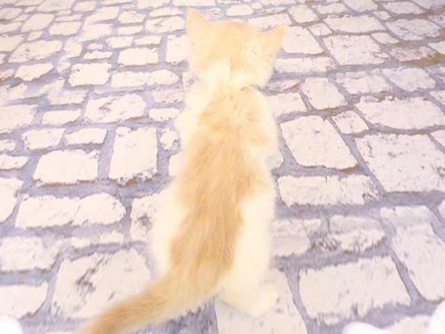 広島県のスコティッシュフォールド (Coo&RIKU広島北店/2026年2月22日生まれ/男の子/クリームシルバータビーホワイト)の子猫の4枚目の画像