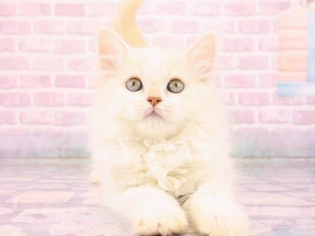 広島県のスコティッシュフォールド (Coo&RIKUゆめタウン大竹店/2026年2月22日生まれ/男の子/シェルクリームカメオタビーホワイト)の子猫の1枚目の画像