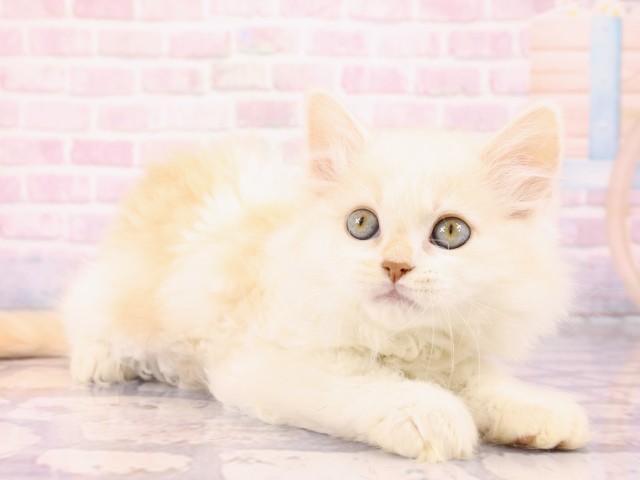 広島県のスコティッシュフォールド (Coo&RIKUゆめタウン大竹店/2026年2月22日生まれ/男の子/シェルクリームカメオタビーホワイト)の子猫の2枚目の画像