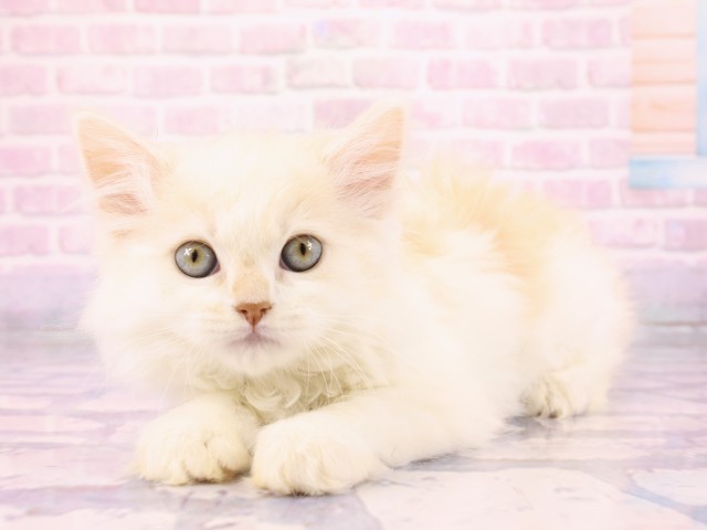 広島県のスコティッシュフォールド (Coo&RIKUゆめタウン大竹店/2026年2月22日生まれ/男の子/シェルクリームカメオタビーホワイト)の子猫の3枚目の画像