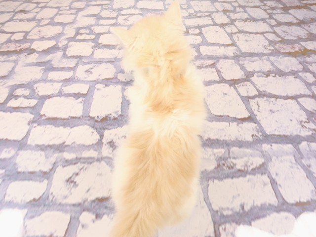 広島県のスコティッシュフォールド (Coo&RIKUゆめタウン大竹店/2026年2月22日生まれ/男の子/シェルクリームカメオタビーホワイト)の子猫の4枚目の画像