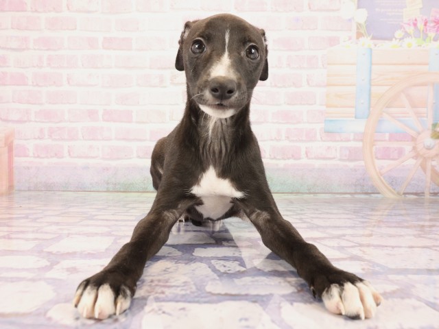 広島県のイタリアングレーハウンド (Coo&RIKU広島中央店/2026年2月23日生まれ/男の子/シールホワイト)の子犬の1枚目の画像