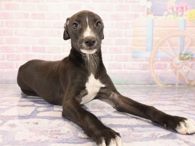 広島県のイタリアングレーハウンド (Coo&RIKU広島中央店/2026年2月23日生まれ/男の子/シールホワイト)の子犬の2枚目の画像