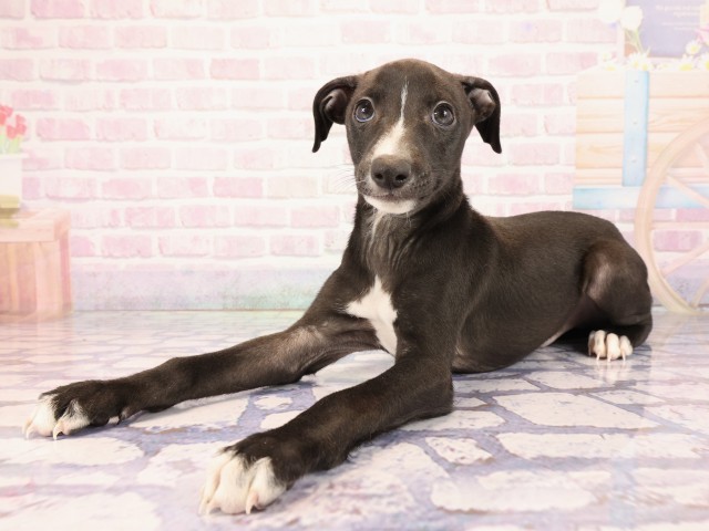 広島県のイタリアングレーハウンド (Coo&RIKU広島中央店/2026年2月23日生まれ/男の子/シールホワイト)の子犬の3枚目の画像