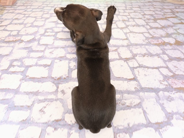 広島県のイタリアングレーハウンド (Coo&RIKU広島中央店/2026年2月23日生まれ/男の子/シールホワイト)の子犬の4枚目の画像