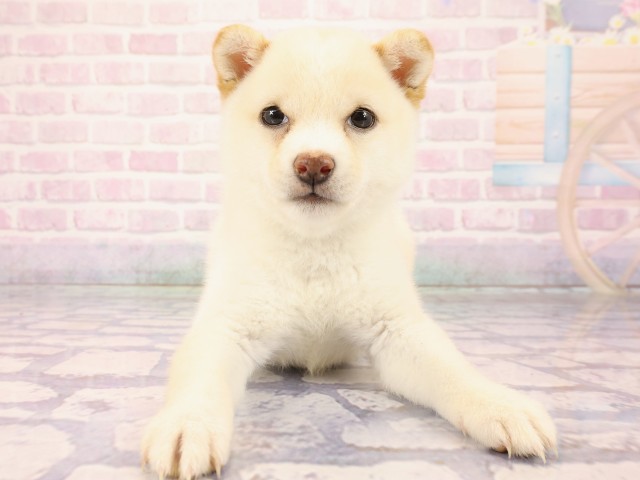 兵庫県の豆柴 (Coo&RIKU神戸垂水店/2026年2月20日生まれ/女の子/白)の子犬