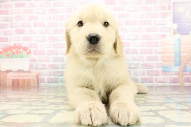 北海道のゴールデンレトリバー (Coo&RIKU札幌西店/2026年2月24日生まれ/男の子/ゴールデン)の子犬