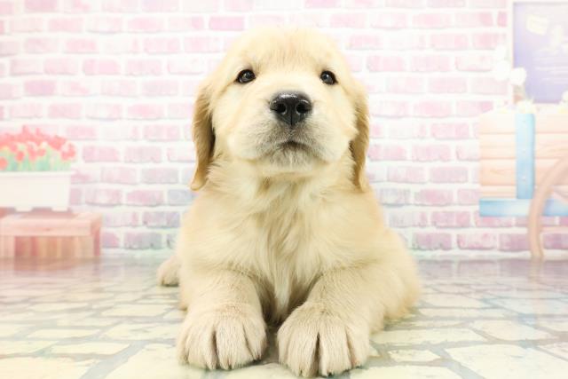 北海道のゴールデンレトリバー (Coo&RIKU函館店/2026年2月24日生まれ/男の子/ゴールデン)の子犬