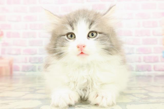 ノルウェージャン・フォレストキャット