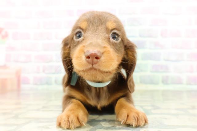 富山県のミニチュアダックスフンド(ロング) (Coo&RIKU富山店/2026年2月24日生まれ/男の子/チョコレートタン)の子犬