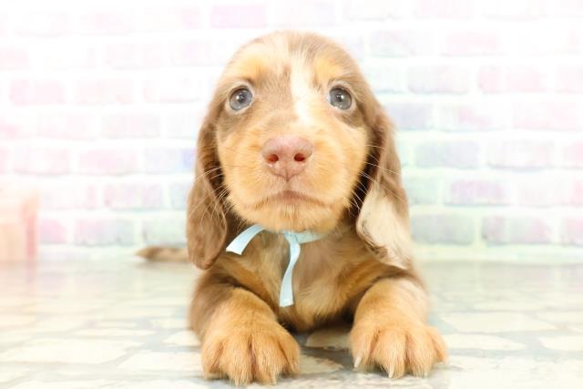 山形県のミニチュアダックスフンド(ロング) (Coo&RIKUイオンタウン酒田店/2026年2月24日生まれ/男の子/チョコレートダップル)の子犬の1枚目の画像