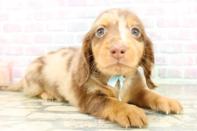 山形県のミニチュアダックスフンド(ロング) (Coo&RIKUイオンタウン酒田店/2026年2月24日生まれ/男の子/チョコレートダップル)の子犬の3枚目の画像