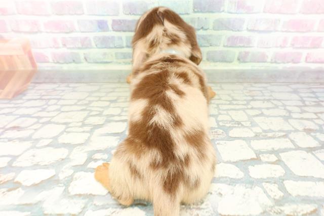 山形県のミニチュアダックスフンド(ロング) (Coo&RIKUイオンタウン酒田店/2026年2月24日生まれ/男の子/チョコレートダップル)の子犬の4枚目の画像