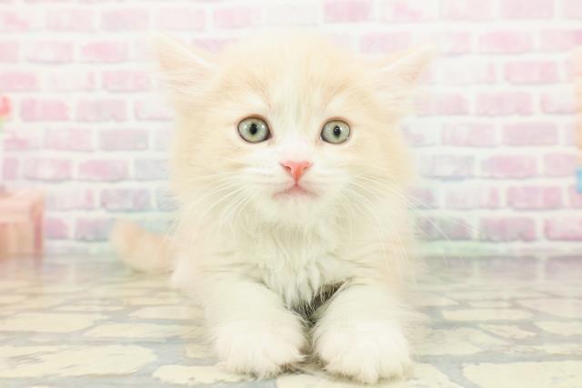 富山県のサイベリアン (Coo&RIKU富山店/2026年2月23日生まれ/男の子/クリームタビーホワイト)の子猫