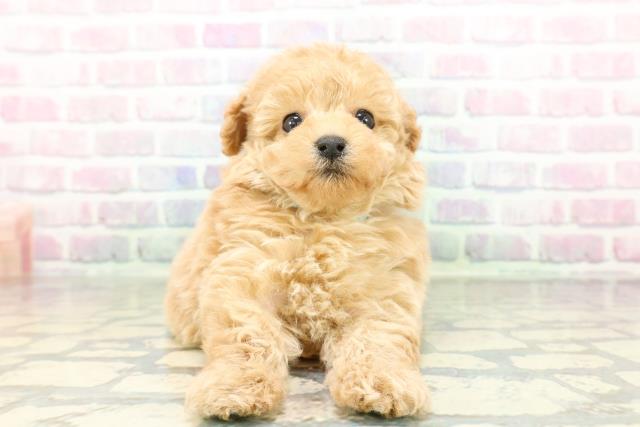 群馬県のビションプー(ビションフリーゼ×プードル) (Coo&RIKU伊勢崎店/2026年2月22日生まれ/男の子/アプリコット)の子犬の1枚目の画像