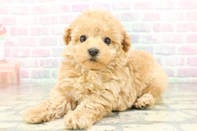 群馬県のビションプー(ビションフリーゼ×プードル) (Coo&RIKU伊勢崎店/2026年2月22日生まれ/男の子/アプリコット)の子犬の2枚目の画像