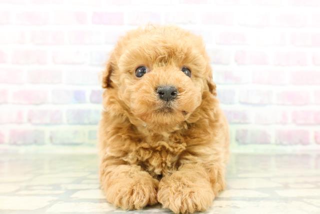 東京都のビションプー(ビションフリーゼ×プードル) (Coo&RIKU中野サンモール店/2026年2月22日生まれ/男の子/アプリコット)の子犬の1枚目の画像