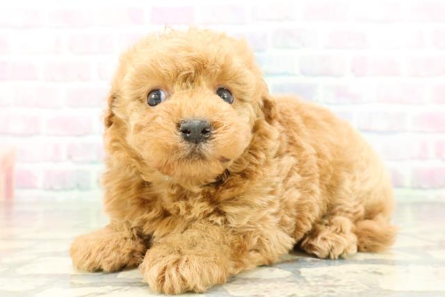 東京都のビションプー(ビションフリーゼ×プードル) (Coo&RIKU中野サンモール店/2026年2月22日生まれ/男の子/アプリコット)の子犬の2枚目の画像