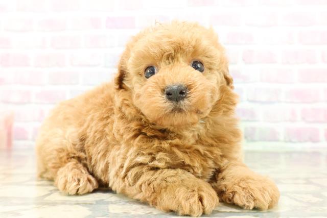 東京都のビションプー(ビションフリーゼ×プードル) (Coo&RIKU中野サンモール店/2026年2月22日生まれ/男の子/アプリコット)の子犬の3枚目の画像