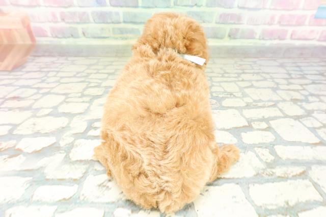 東京都のビションプー(ビションフリーゼ×プードル) (Coo&RIKU中野サンモール店/2026年2月22日生まれ/男の子/アプリコット)の子犬の4枚目の画像