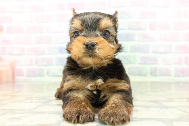 北海道のヨークシャーテリア (Coo&RIKU旭川店/2026年2月23日生まれ/男の子/スチールブルータン)の子犬